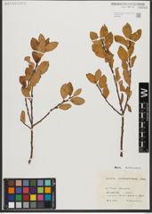 Foto von Salix waldsteiniana Willd.